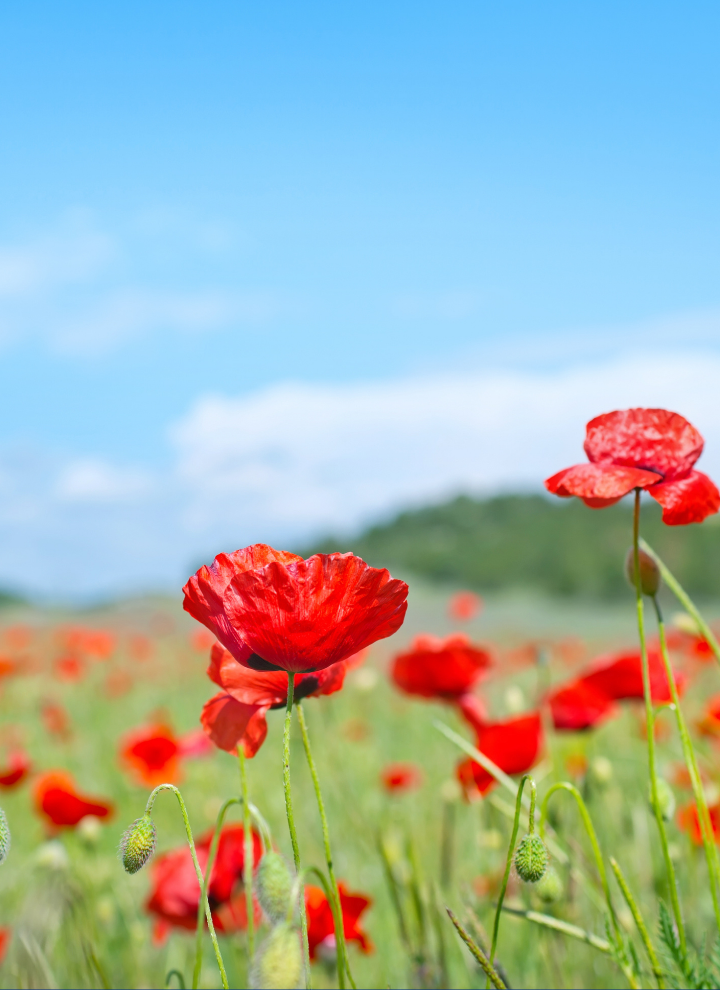 Crimson Poppy Meadow – Paint by Numbers Kit