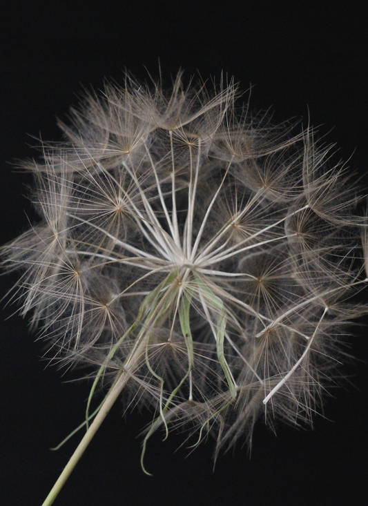 Dandelion Wishes – Paint by Numbers Kit