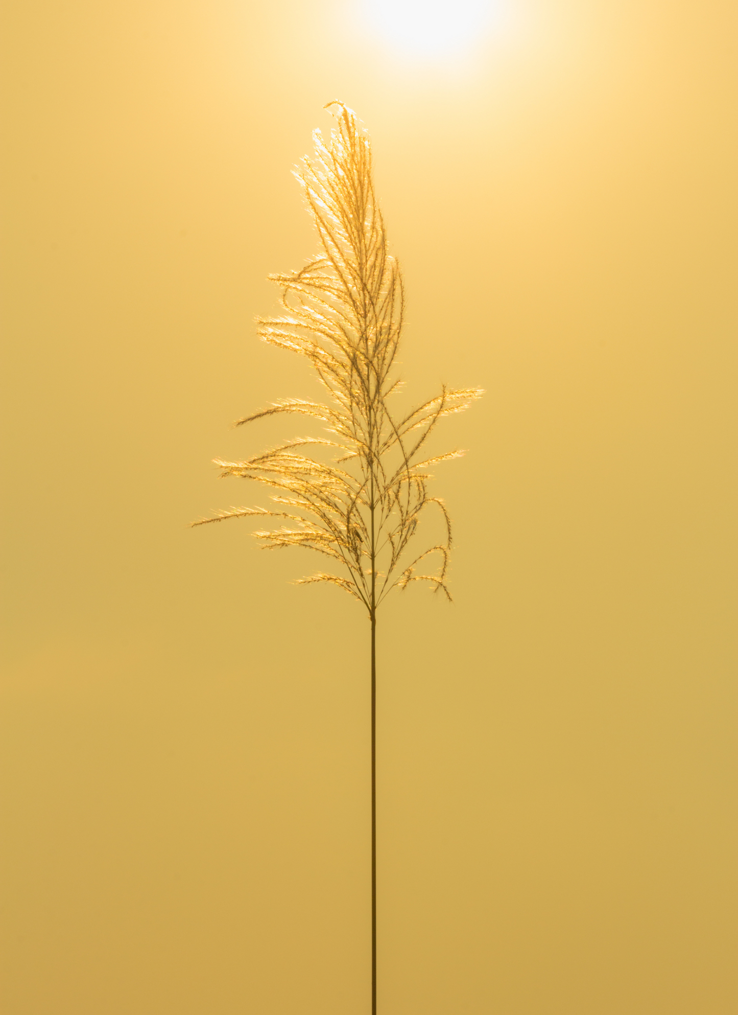 Golden Meadow Light - Paint by Numbers