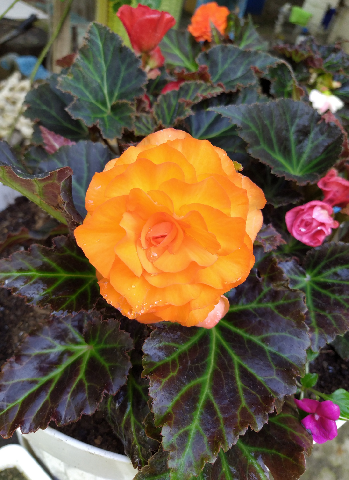 Apple Blossom Buds – Paint by Numbers Kit