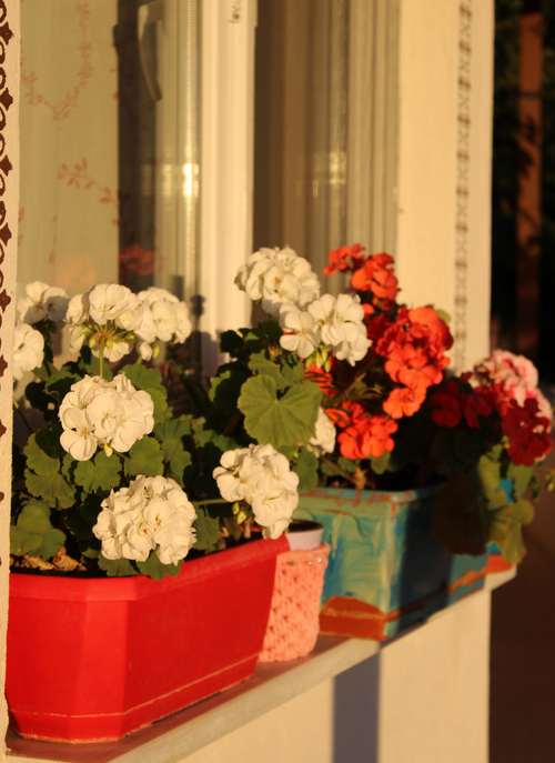 Windowsill Blooms – Paint by Numbers Kit