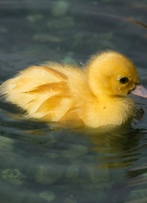 Yellow Duckling – Paint by Numbers