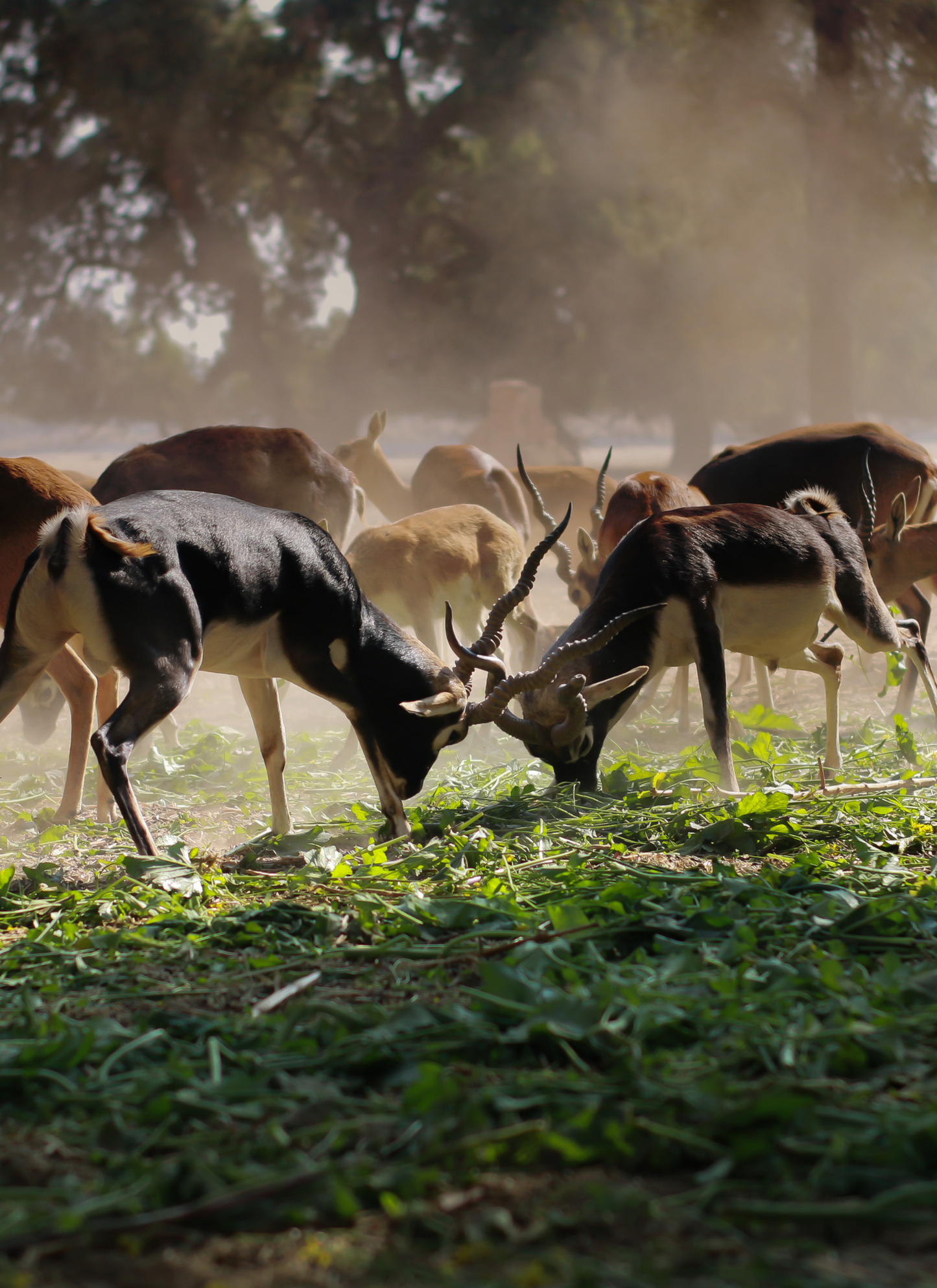 Majestic Antelope Clash | Paint by Numbers Kit