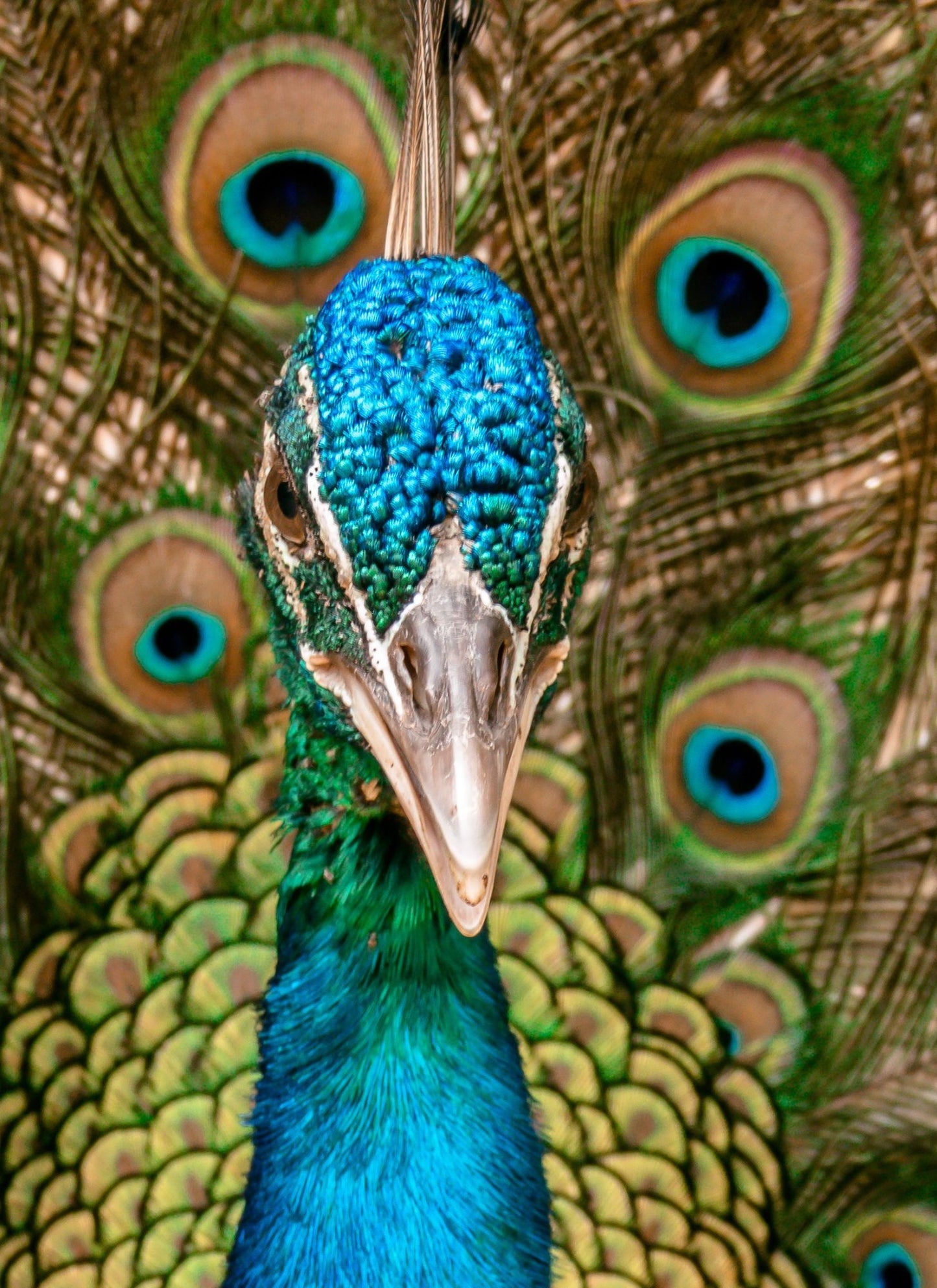 Majestic Peacock – Paint by Numbers Kit