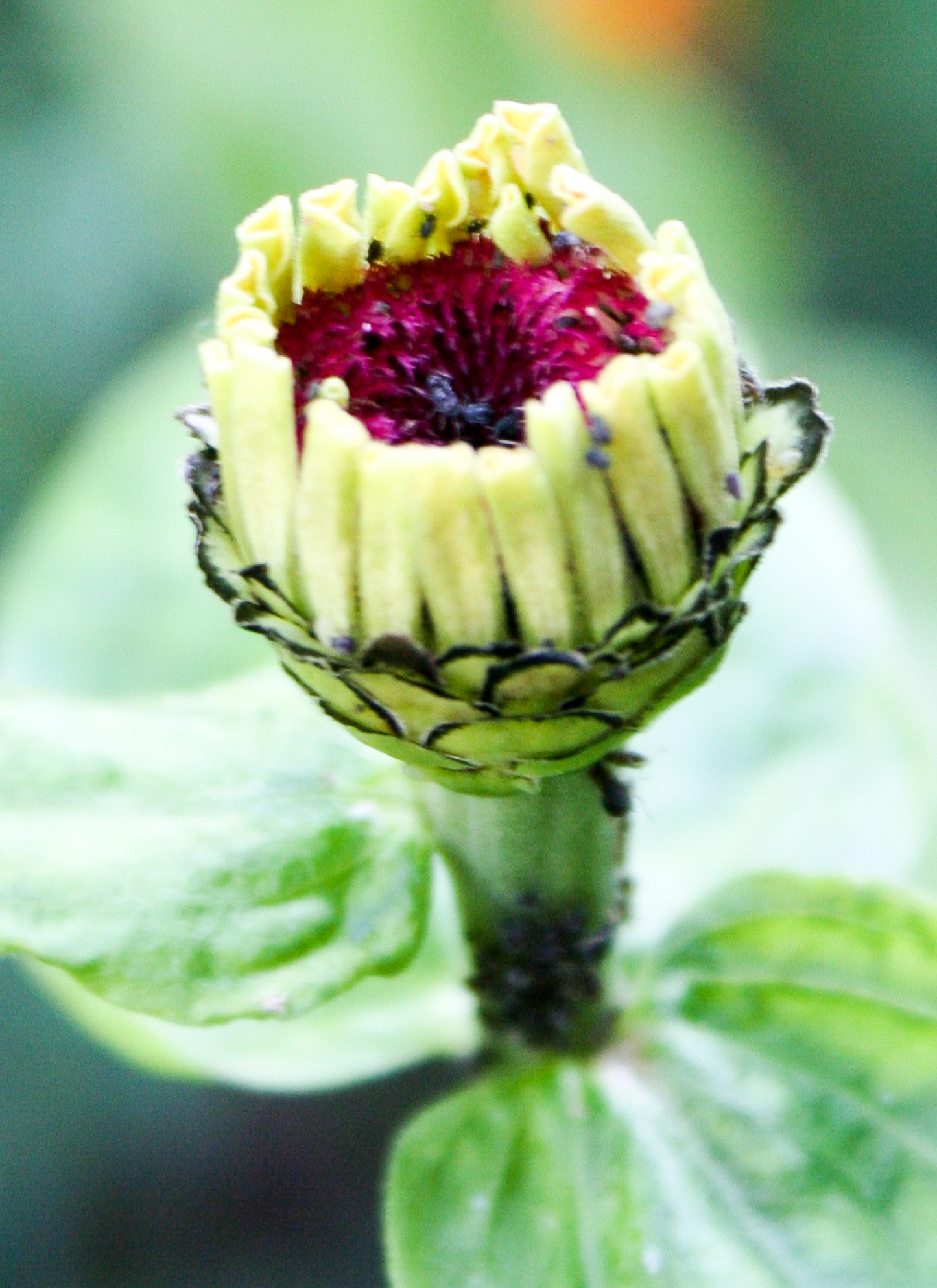 Awaiting Bloom – Paint by Numbers Kit