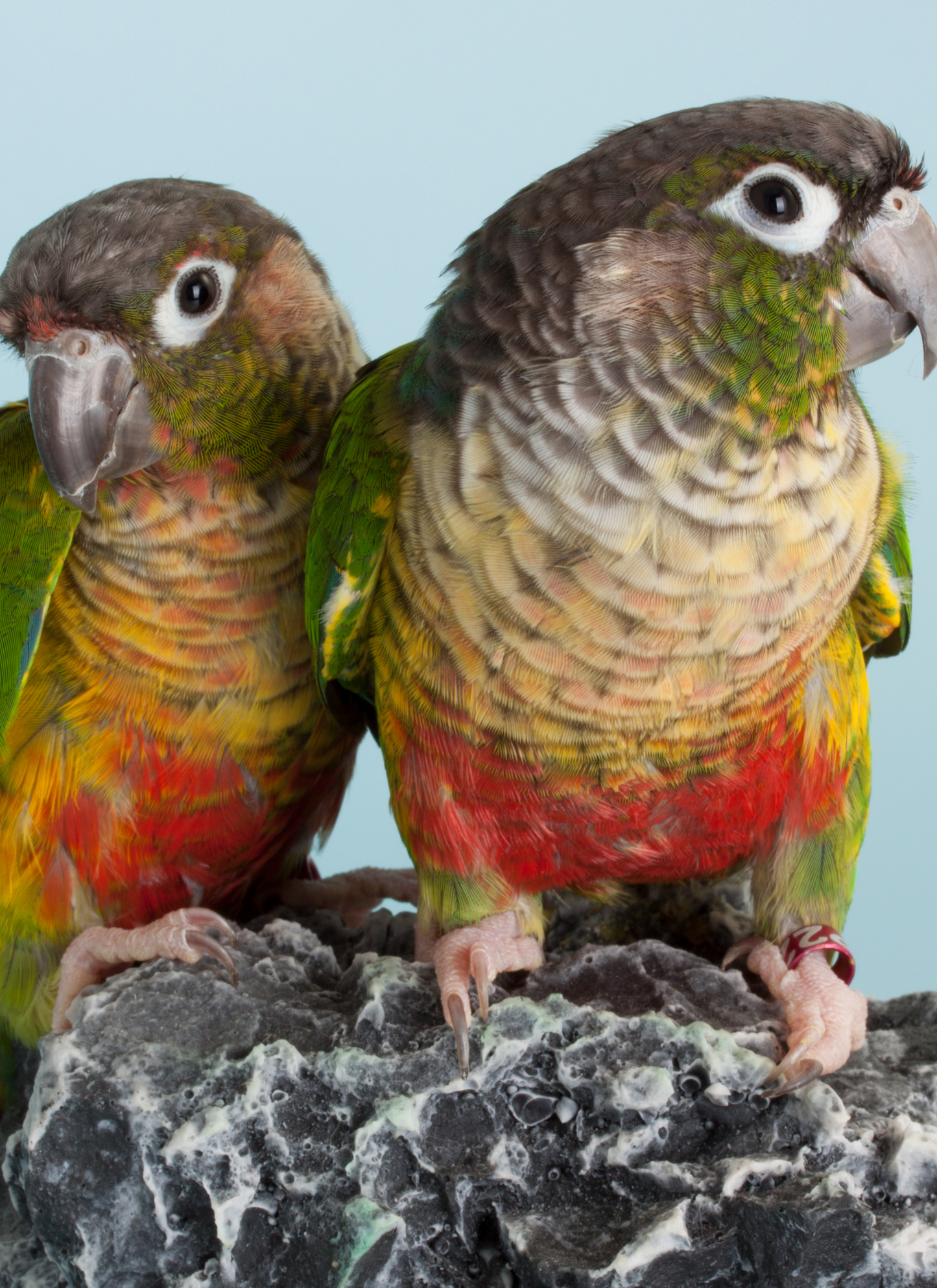 Tropical Parrot Pair – Paint by Numbers Kit
