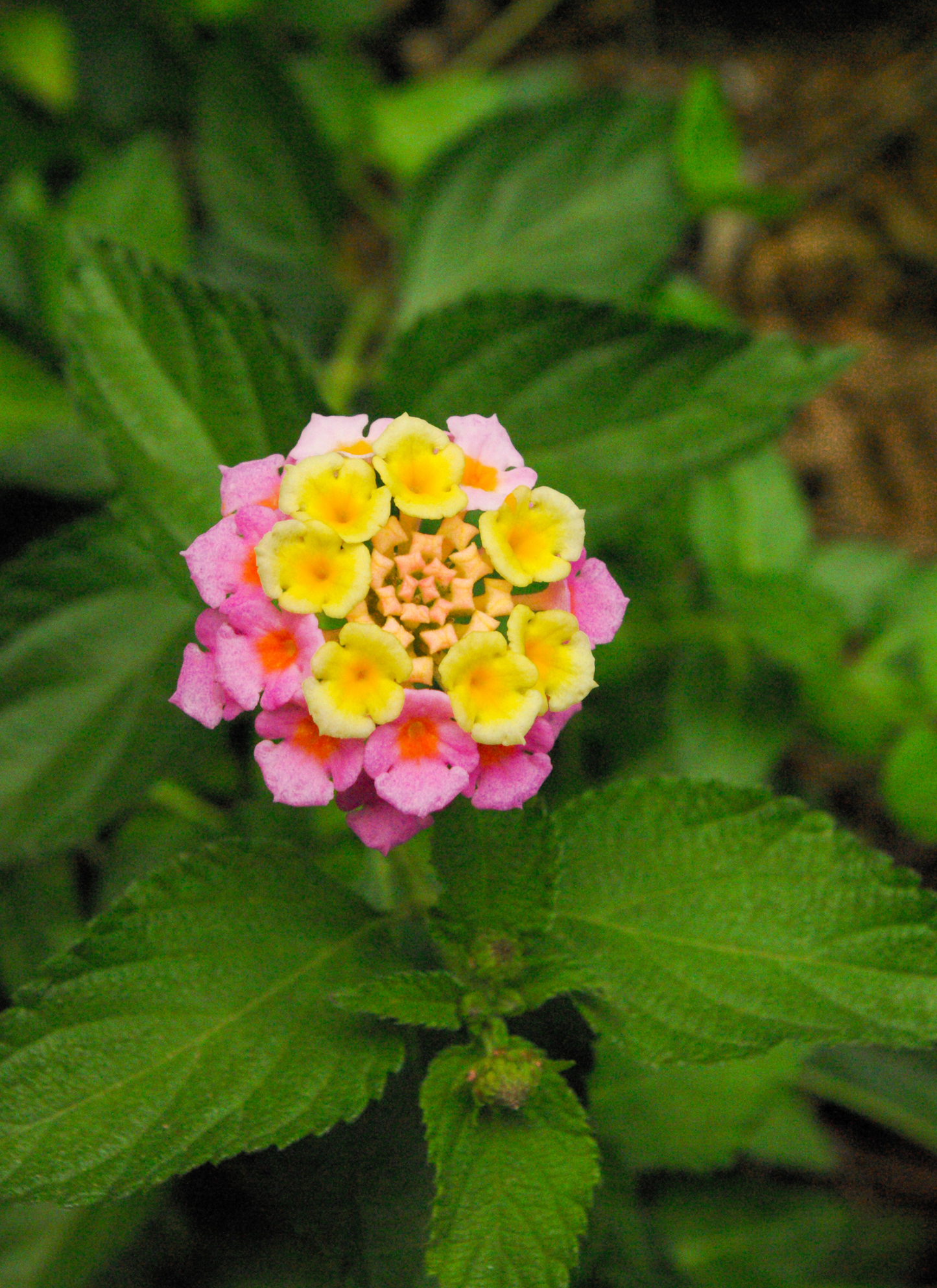 Radiant Bloom: Lantana Garden Glow