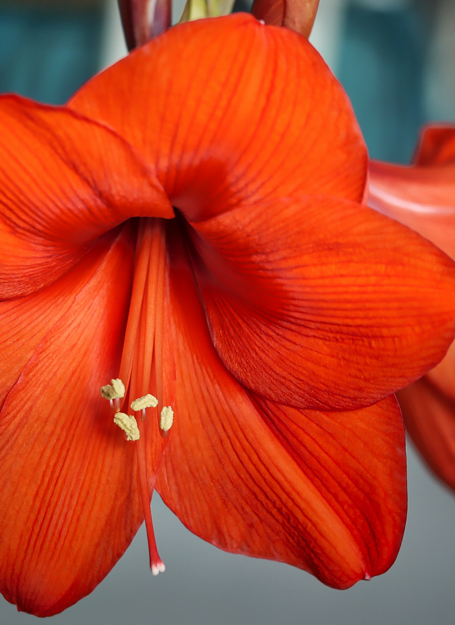 Radiant Amaryllis – Paint by Numbers Kit