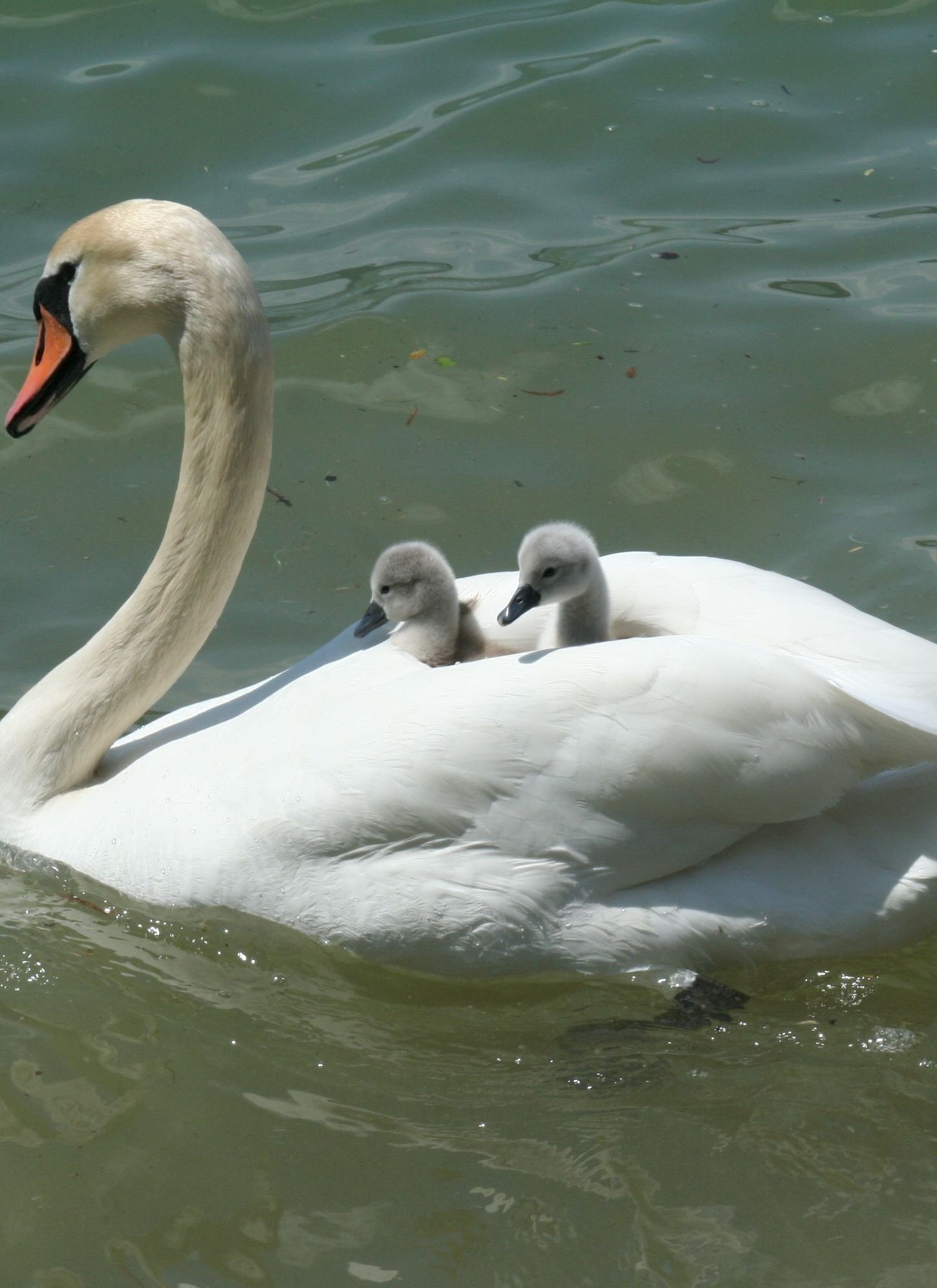 Swan Serenity – Paint by Numbers Kit
