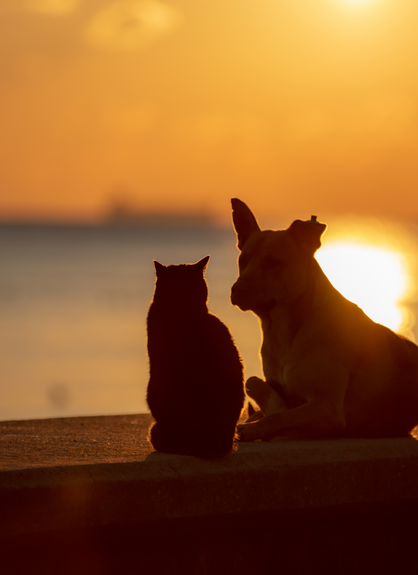 Sunset Companions – Paint by Numbers Kit