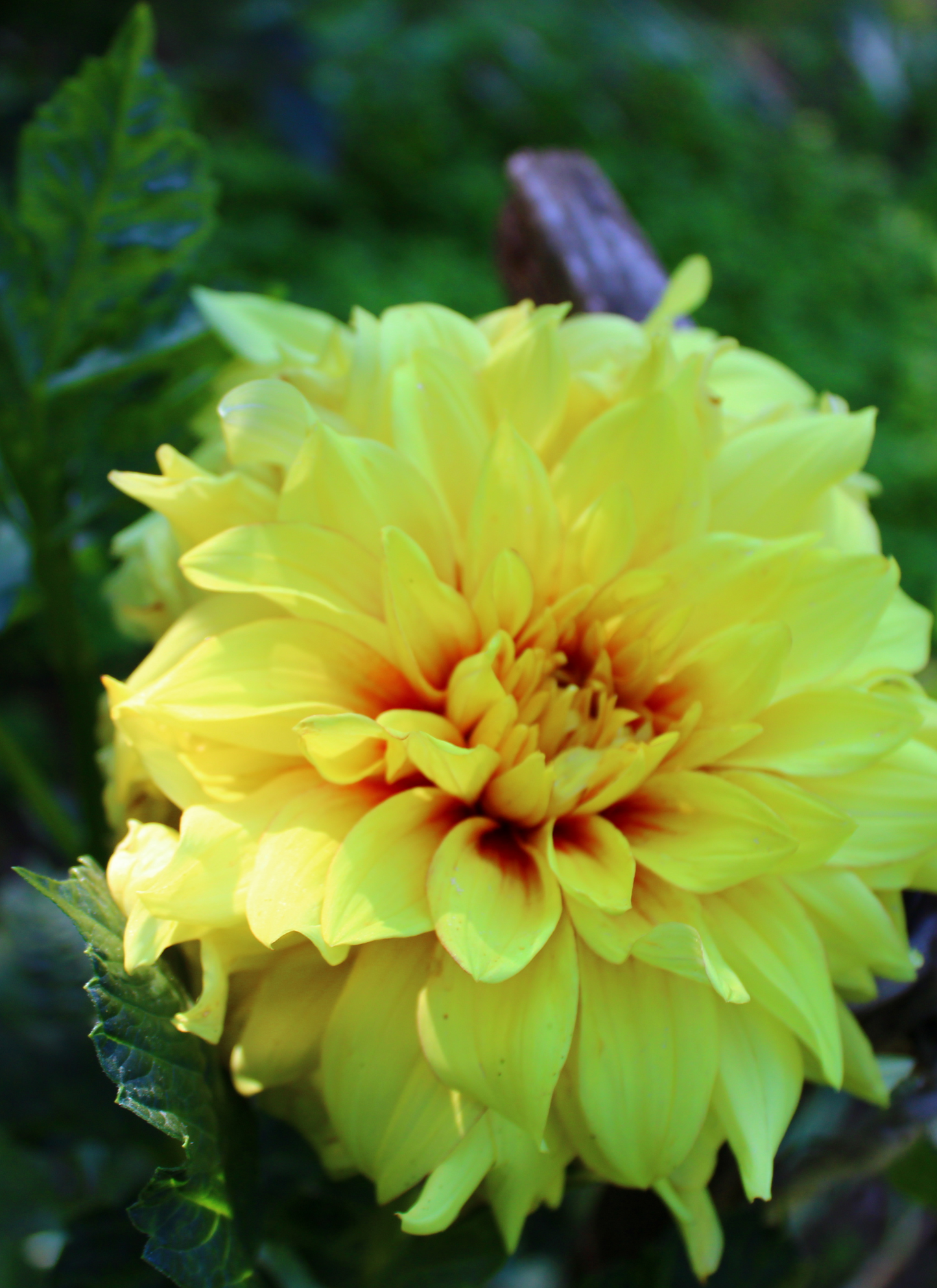 Sunburst Petals – Paint by Numbers Kit