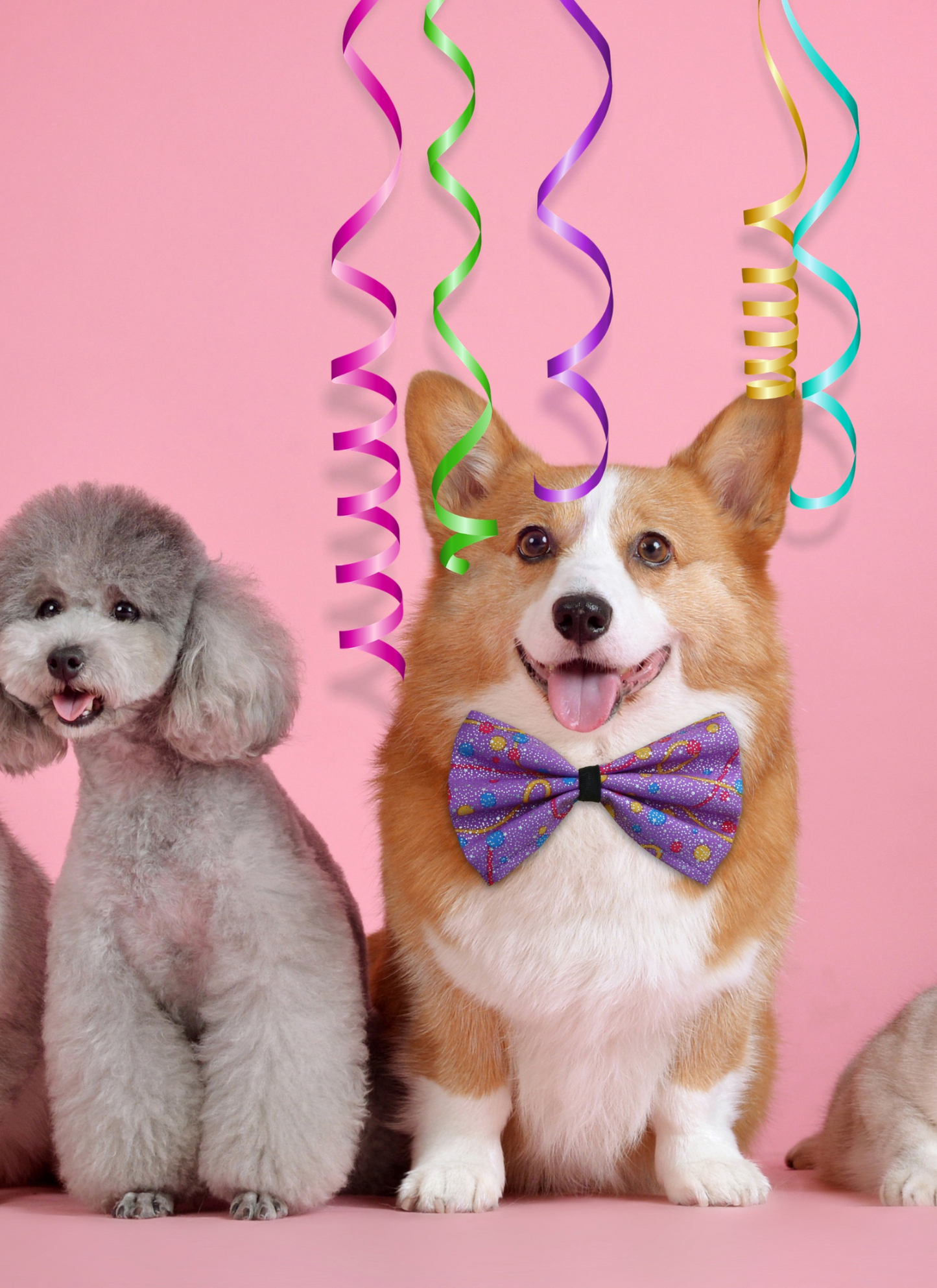 Pawty Time Pals – Paint by Numbers
