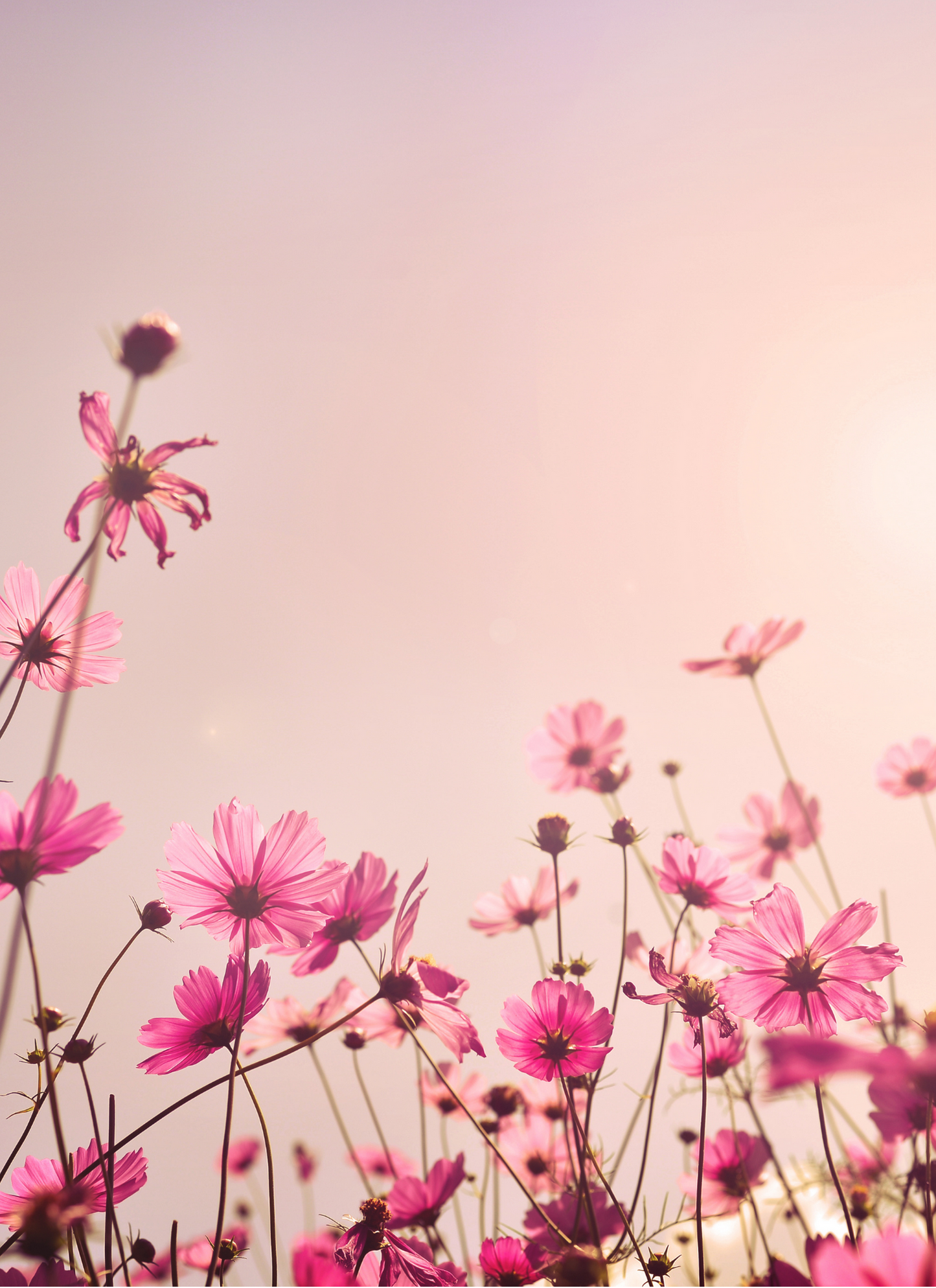 Blushing Meadow Light – Paint by Numbers Kit