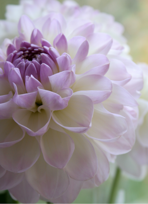 Lavender Bloom – Dahlia Flower Paint by Numbers Kit