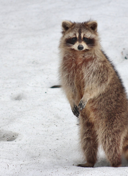 Snowy Stare – Raccoon Paint by Numbers
