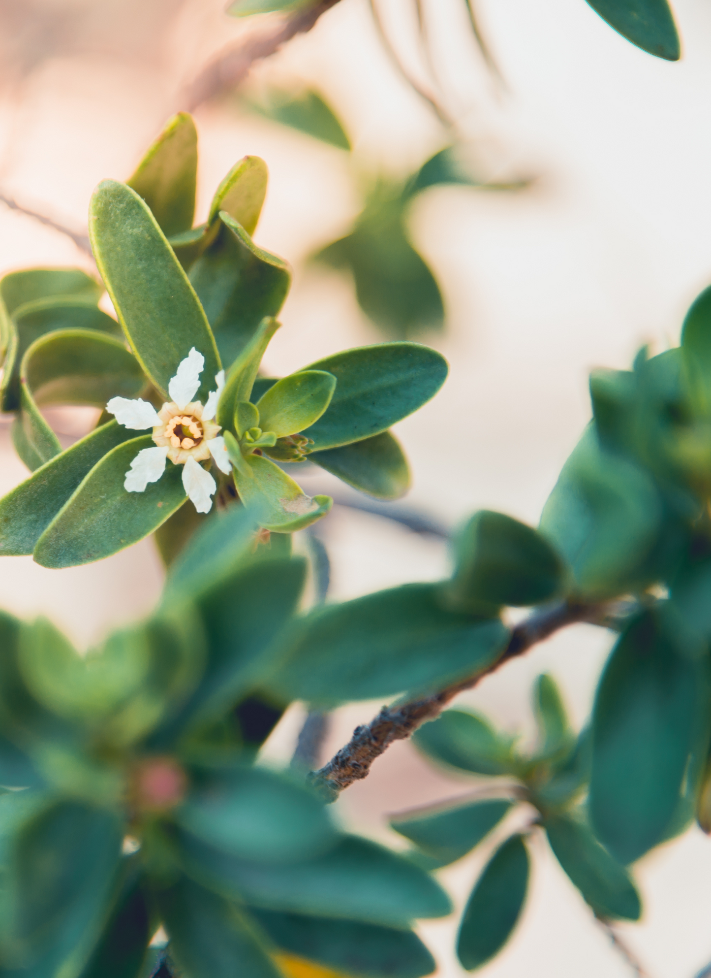 Whispering Petals – Minimalist Bloom Paint by Numbers