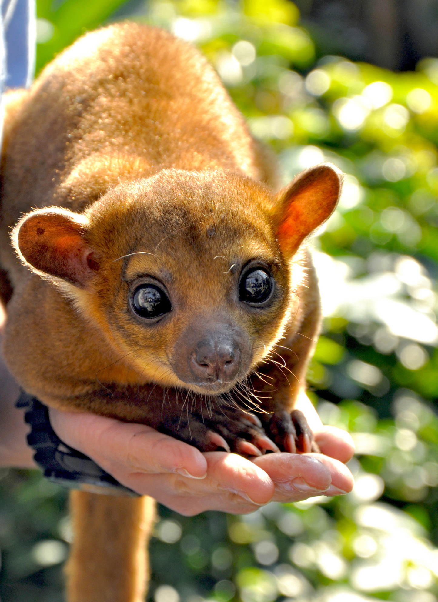 Curious Kinkajou – Paint by Numbers Kit