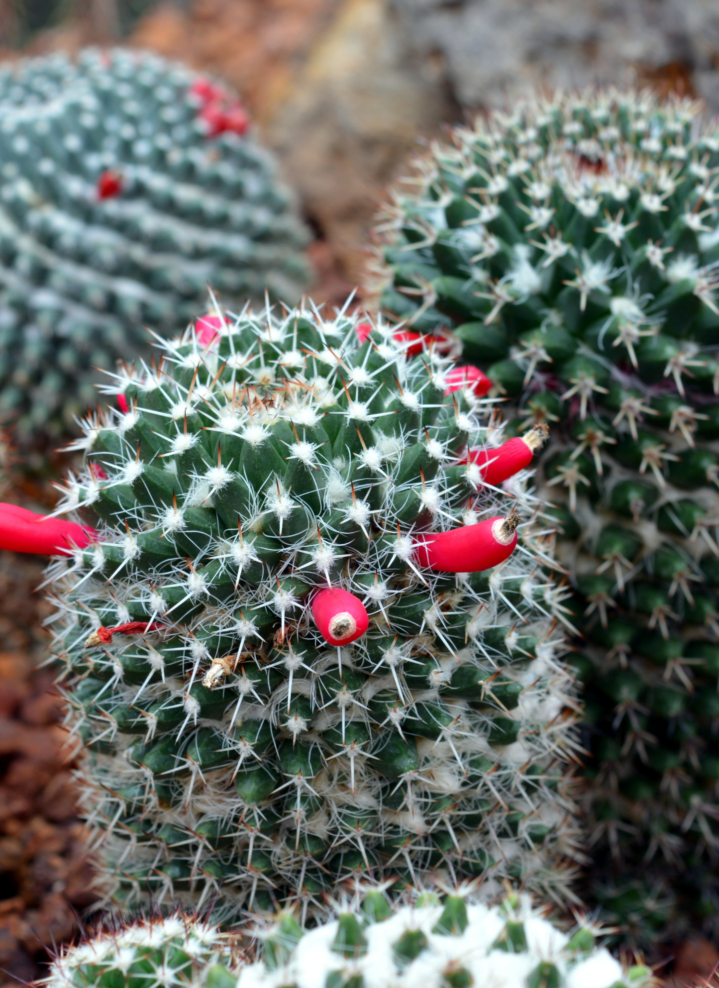 Desert Blooms – Cactus Paint by Numbers