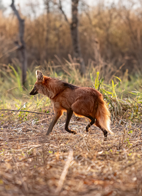 Maned Wolf in the Wild – Premium Paint by Numbers Kit