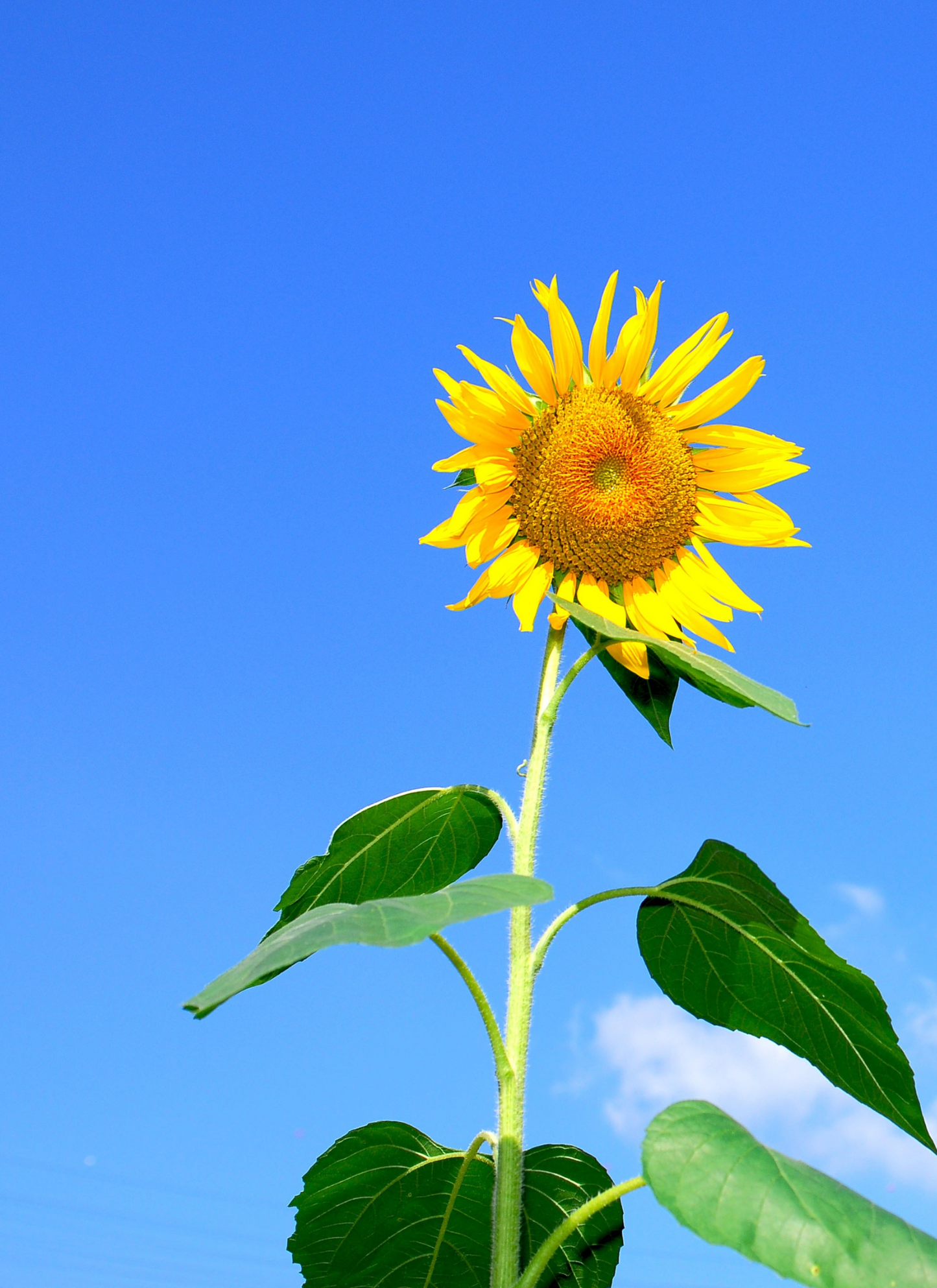 Golden Sunflower Sky – Paint by Numbers Kit