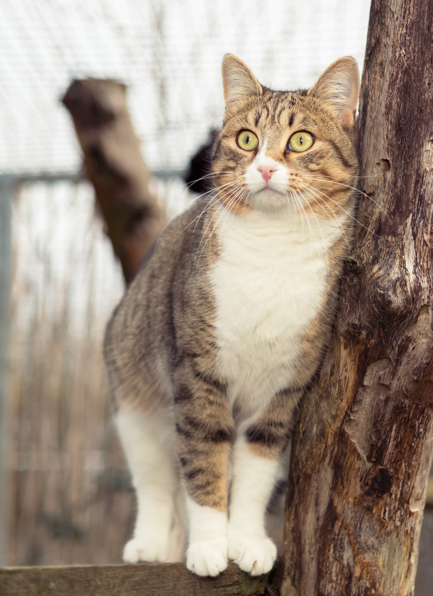 Curious Cat – Paint by Numbers Kit