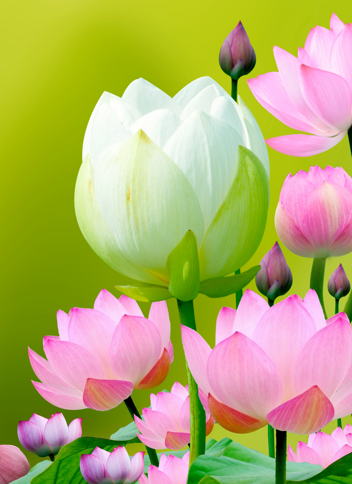 Lotus Serenity – Paint by Numbers Kit