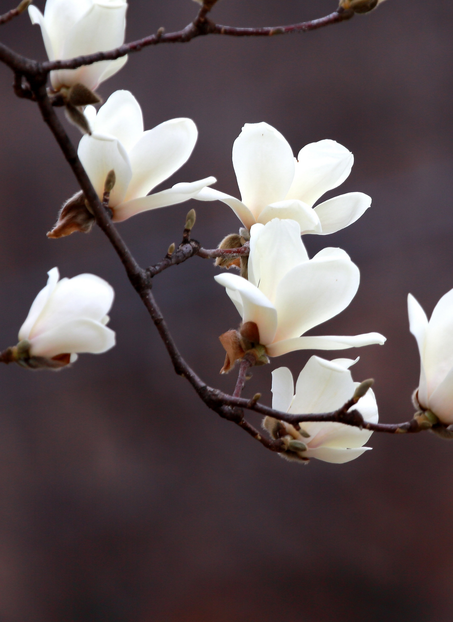 Magnolia Grace – Paint by Numbers Kit