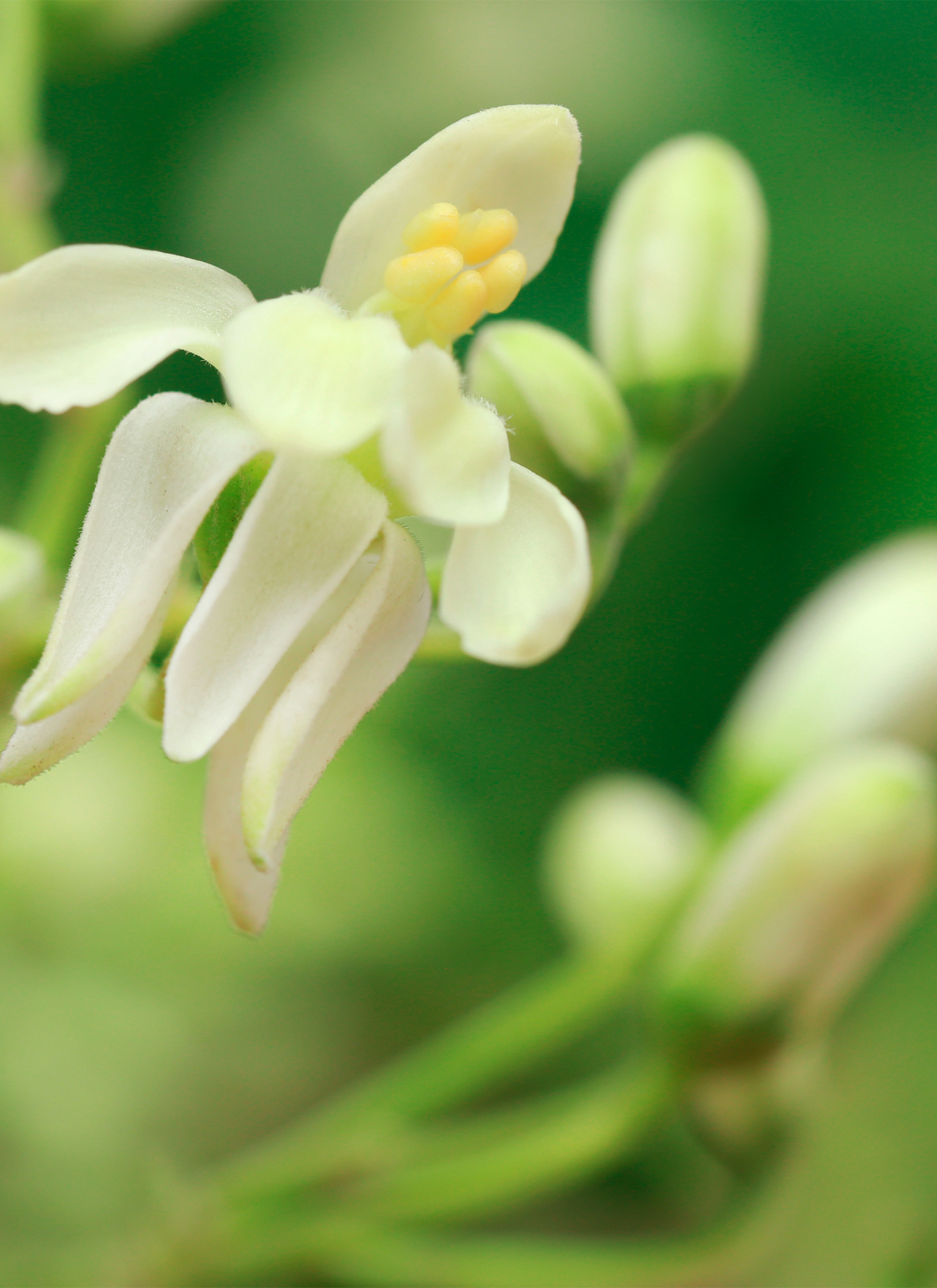 Blooming Grace – Paint by Numbers Kit