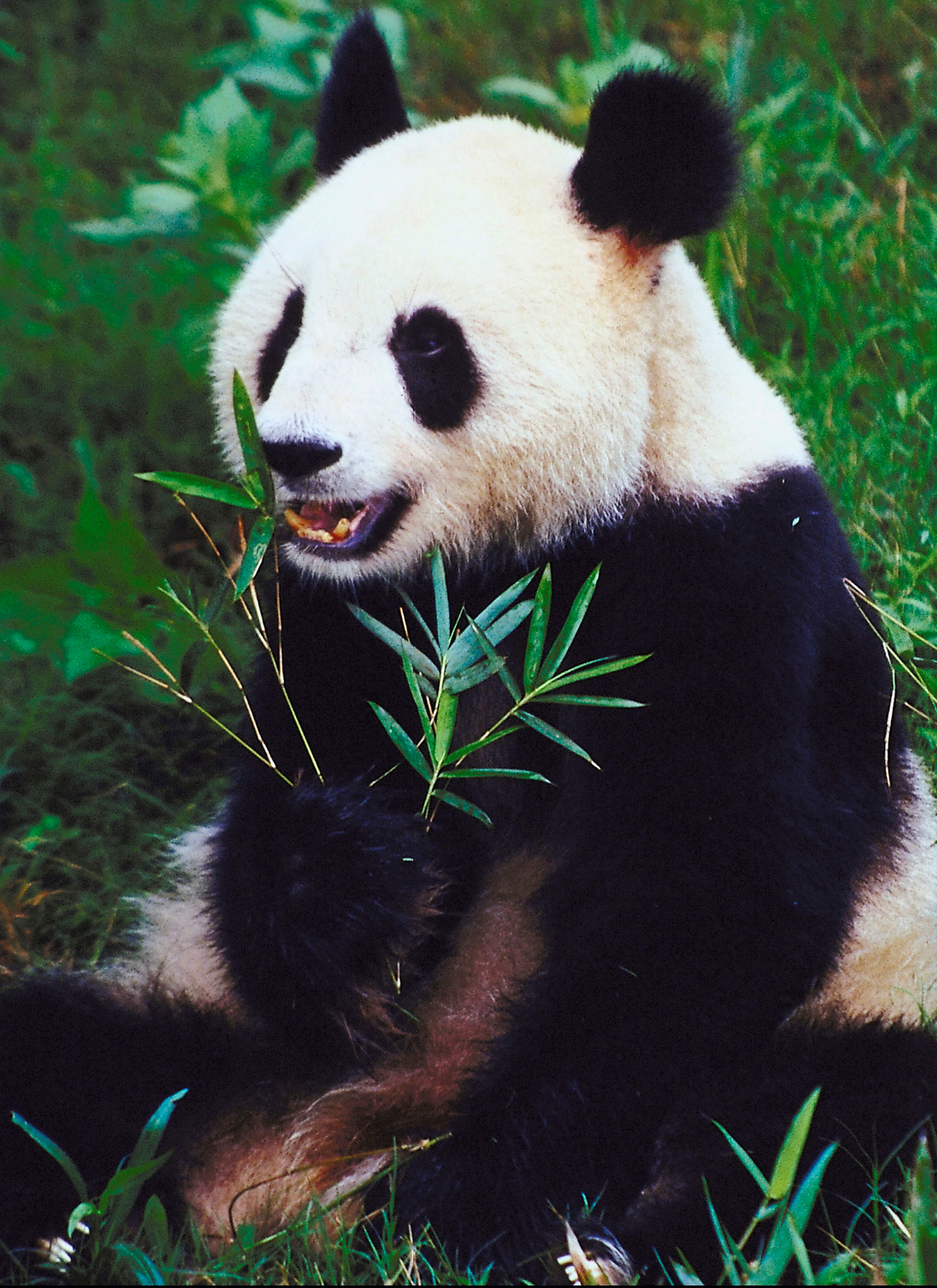 Panda in the Wild - Paint by Numbers