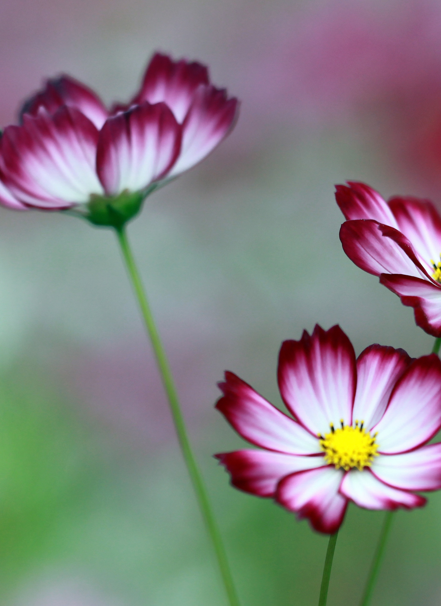 Dancing Cosmos – Soft Blossom Painting Kit