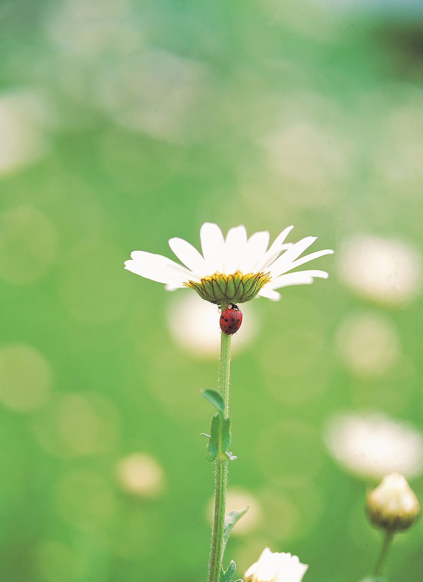 Beneath the Blossom – Daisy Delight Painting Kit