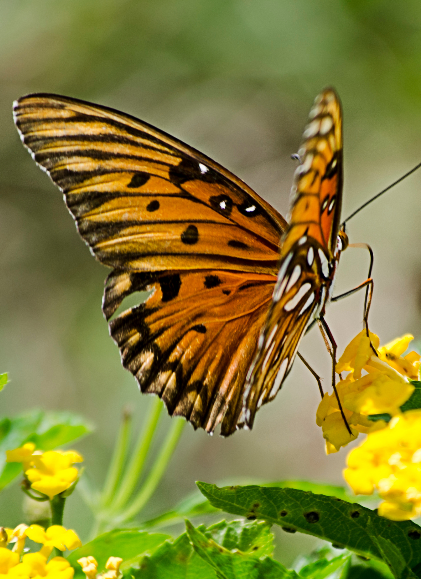Butterfly in Bloom - Paint by Numbers