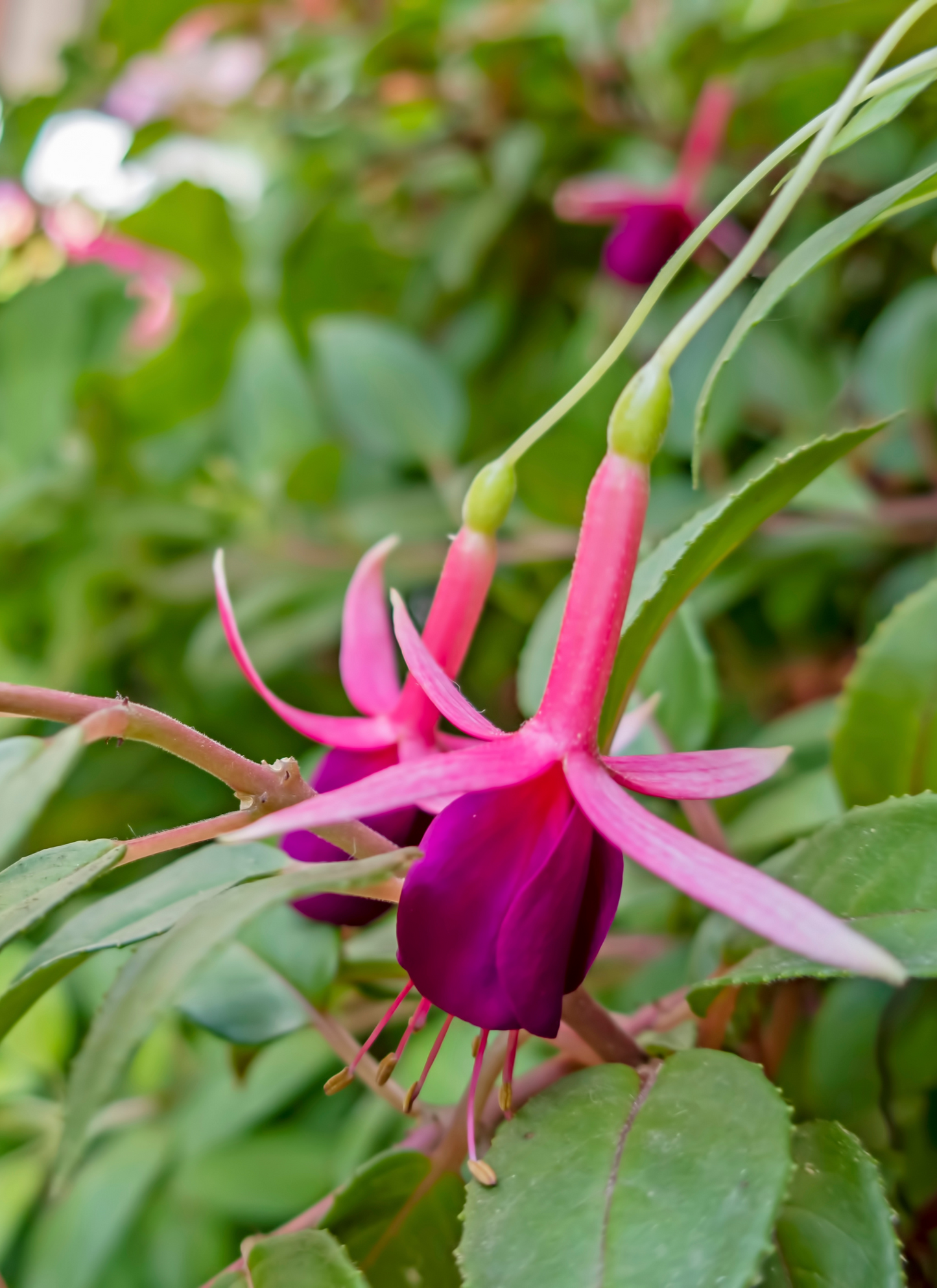 Fuchsia Bloom - Paint by Numbers