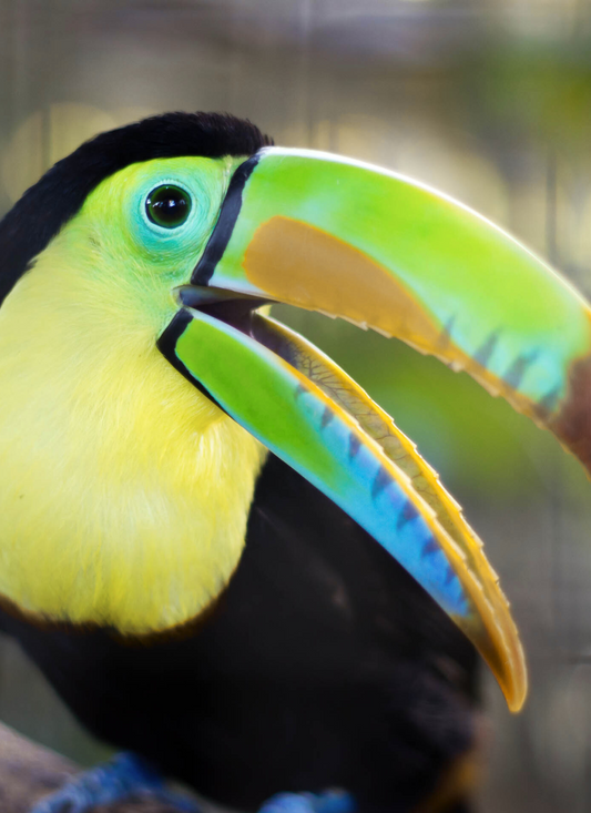 Tropical Toucan - Paint by Numbers Kit