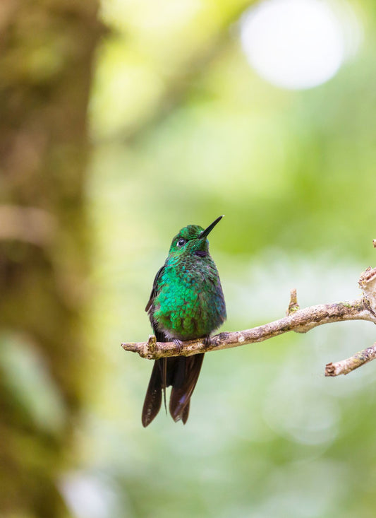 Emerald Hummingbird – Paint by Numbers Kit