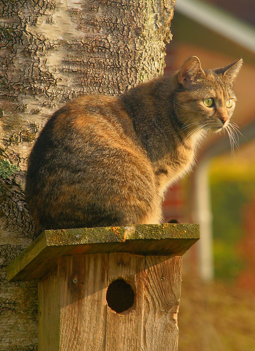 Perched Hunter – Paint by Numbers Kit