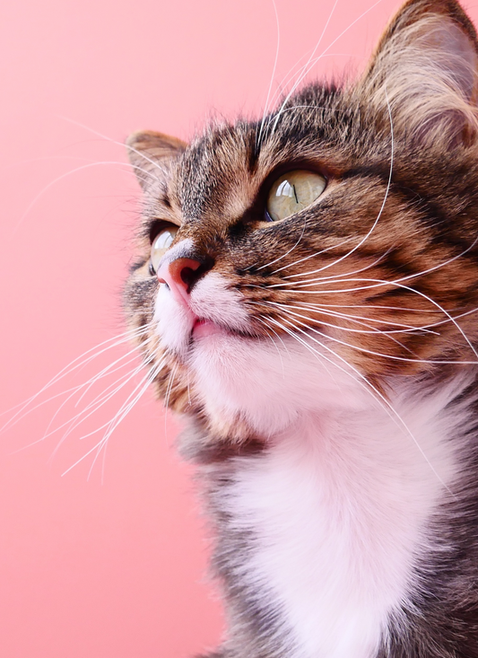 Pink Purrfection - Paint by Numbers Kit