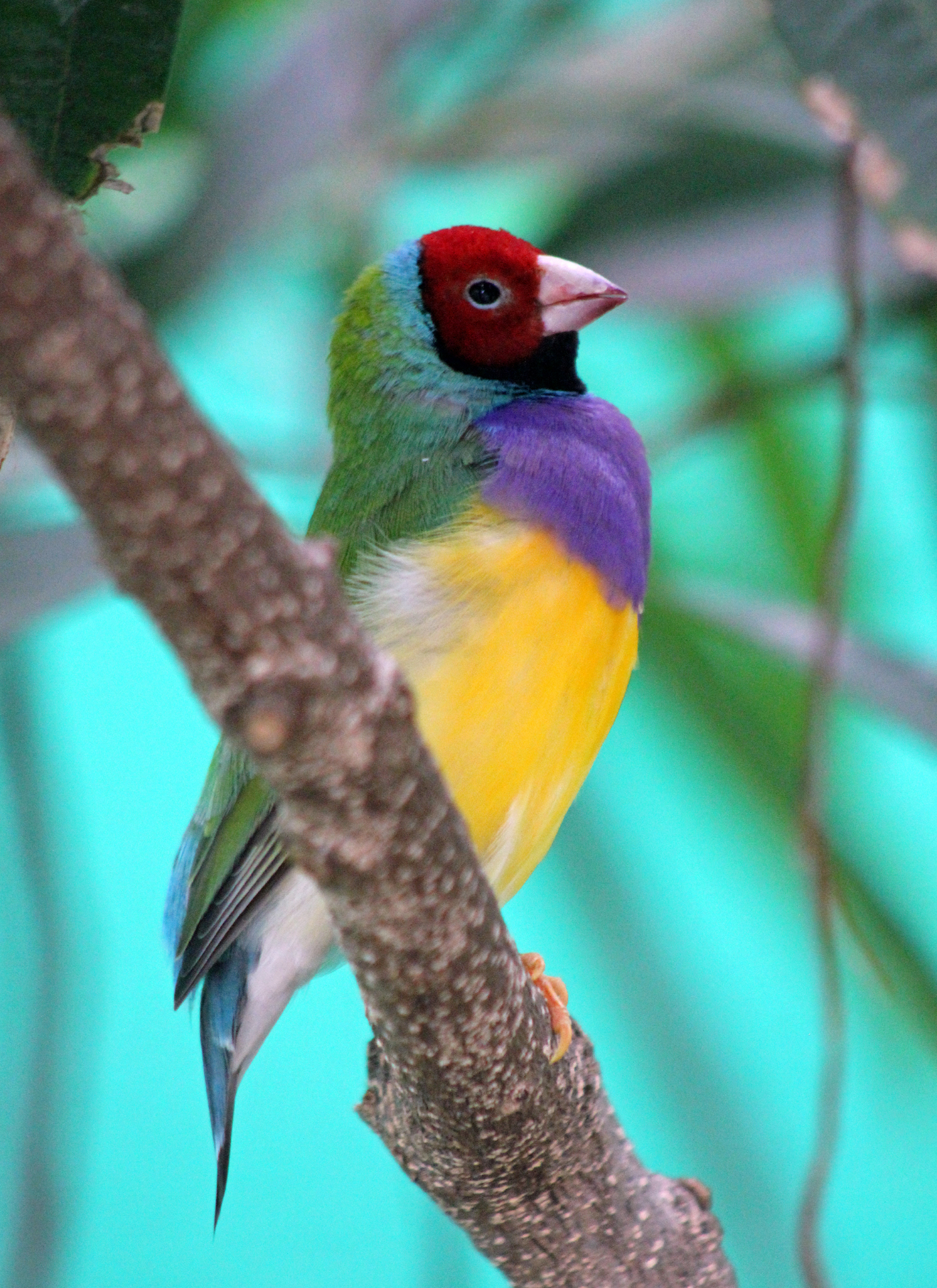 Rainbow Finch – Paint by Numbers Kit