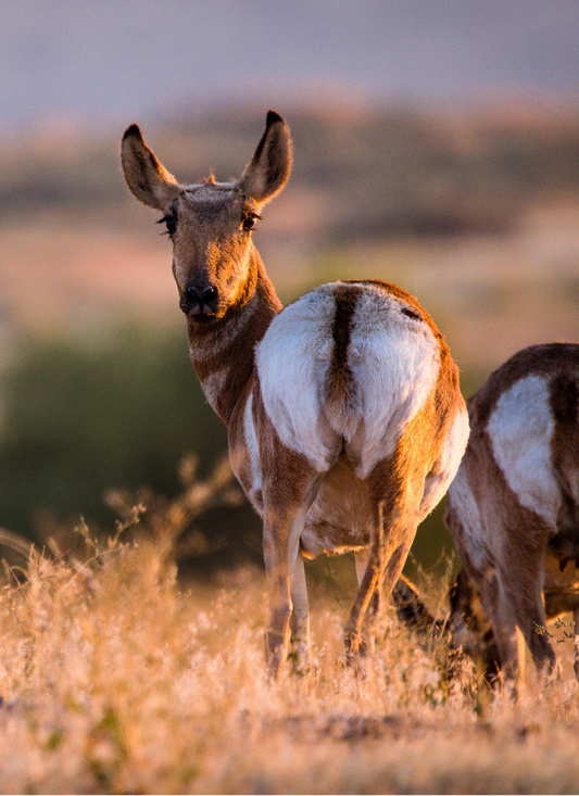 Golden Hour Pronghorn - Paint by Numbers