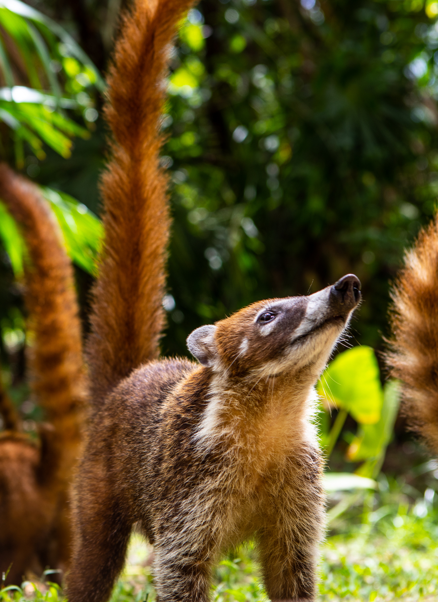 Curious Coati in the Jungle – Paint by Numbers Kit