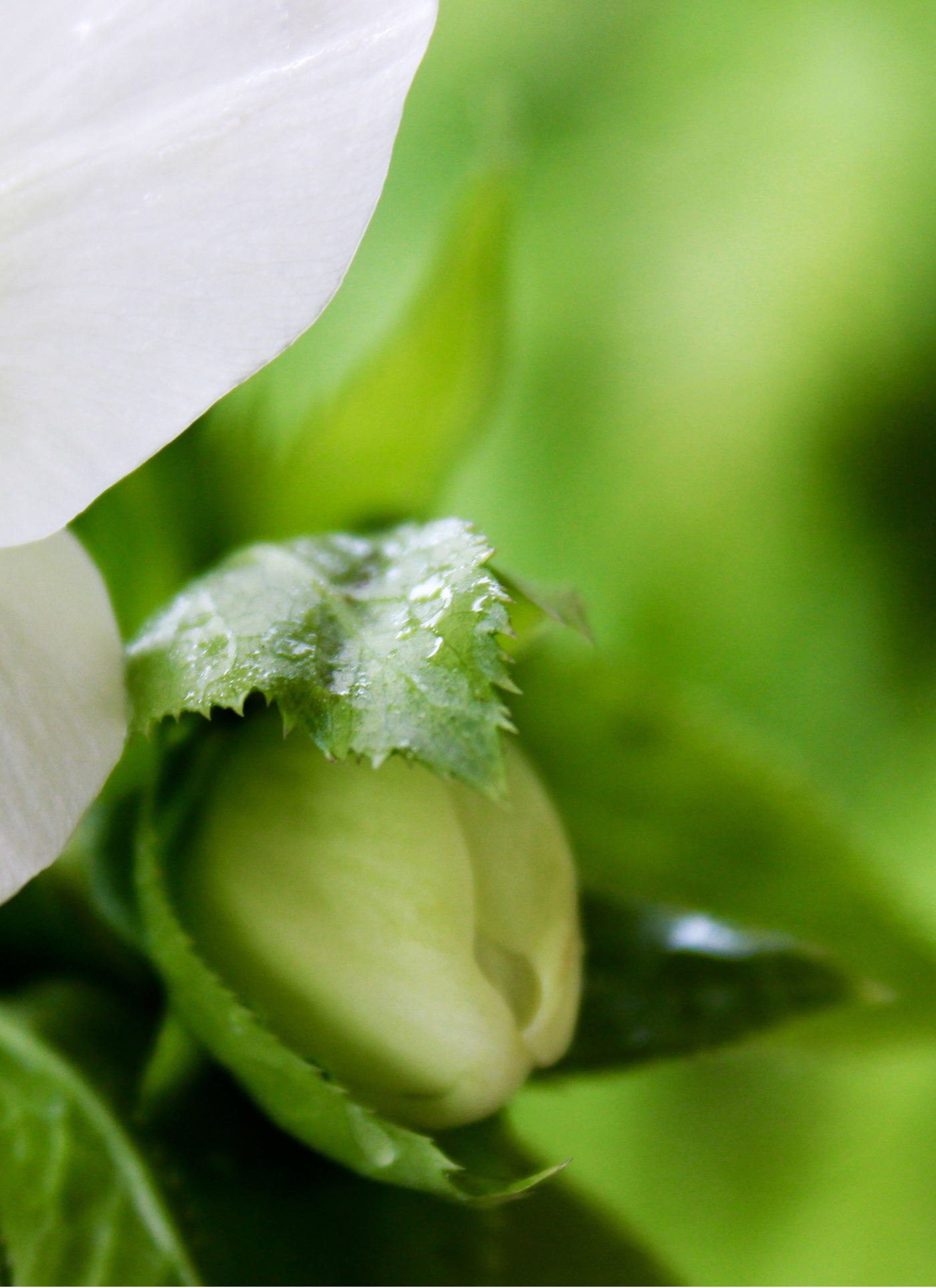 White Blossom Bud – Paint by Numbers Kit