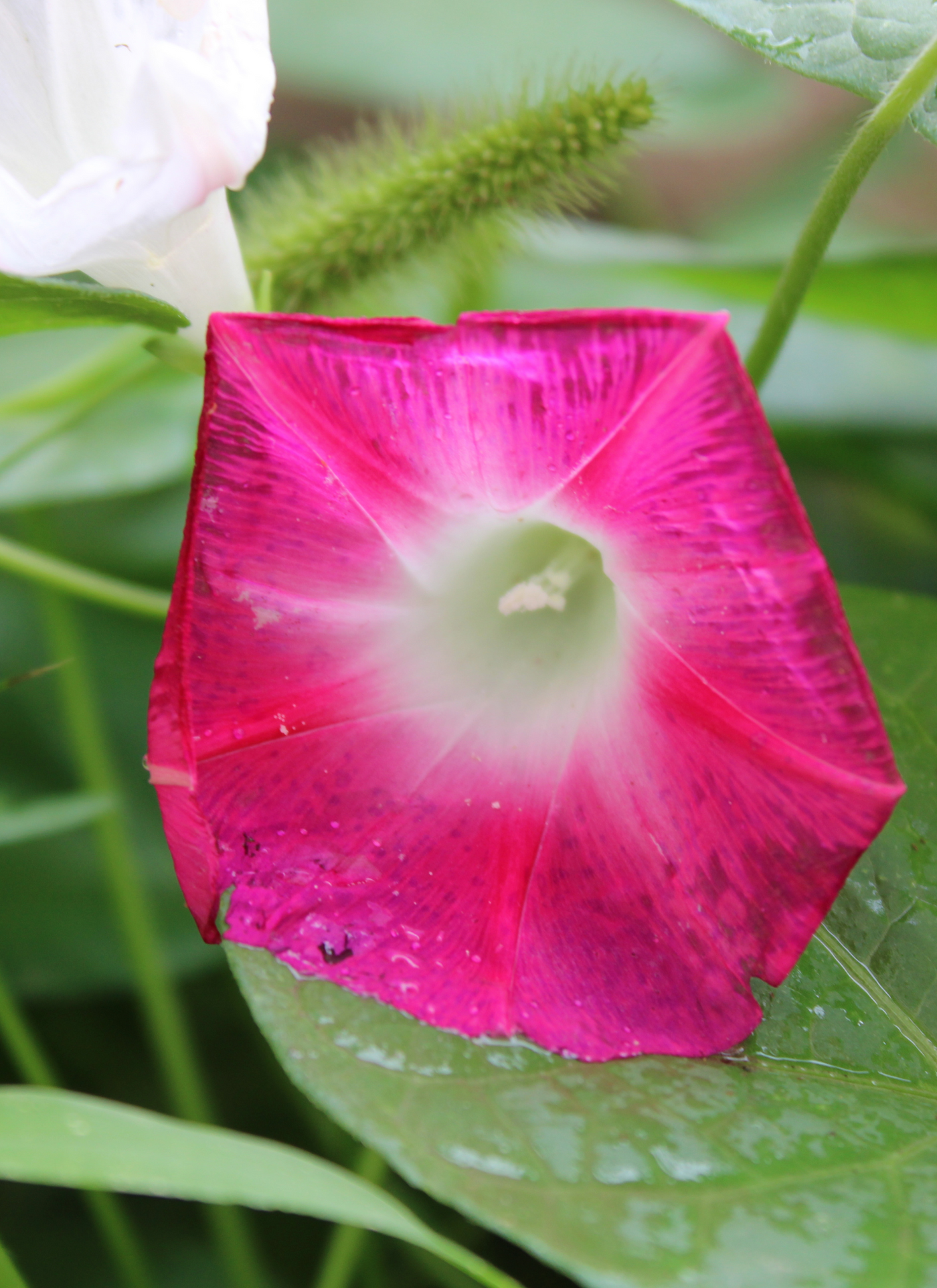 Radiant Morning Glory Bloom – Paint by Numbers