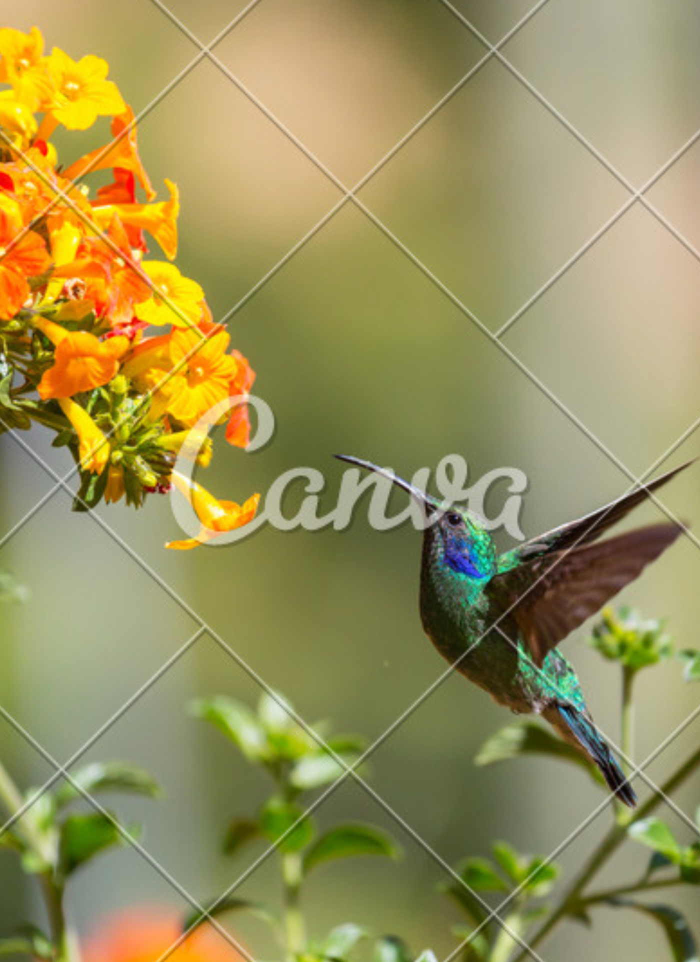 Hummingbird in Bloom – Paint by Numbers