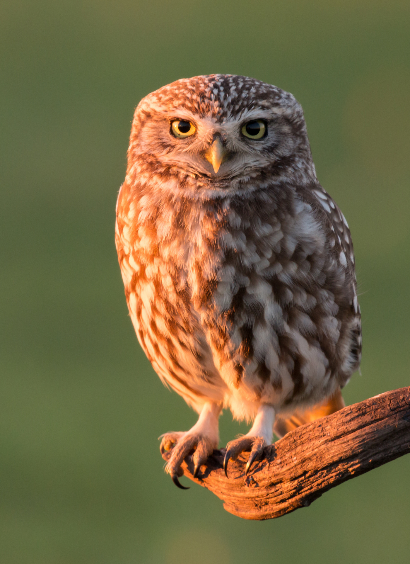 Wise Owl – Paint by Numbers Kit
