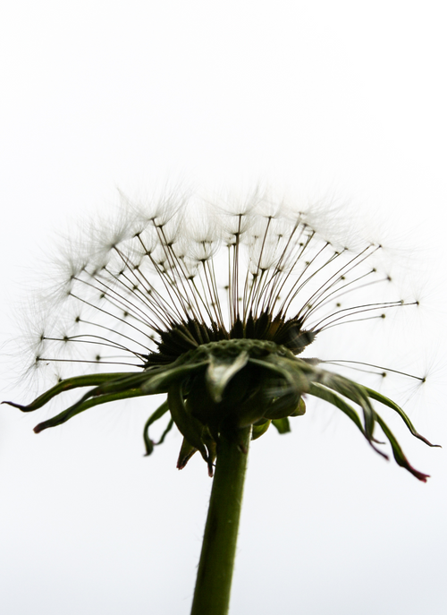 Whispers of the Wind – Dandelion Paint by Numbers