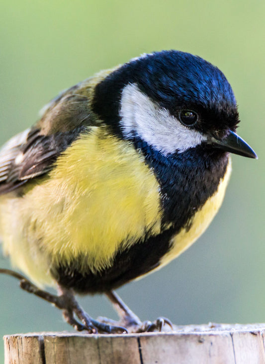 Charming Chickadee – Paint by Numbers Kit