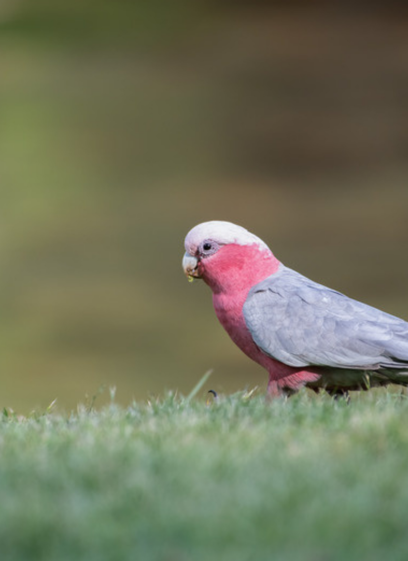 Pastel Galah Serenity – Paint by Numbers