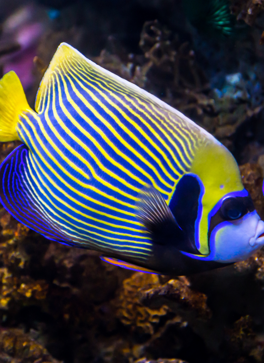 Regal Reef Fish – Paint by Numbers Kit