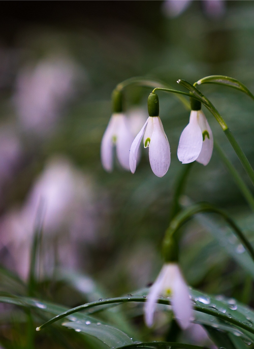 Snowdrop Whisper - Paint by Numbers