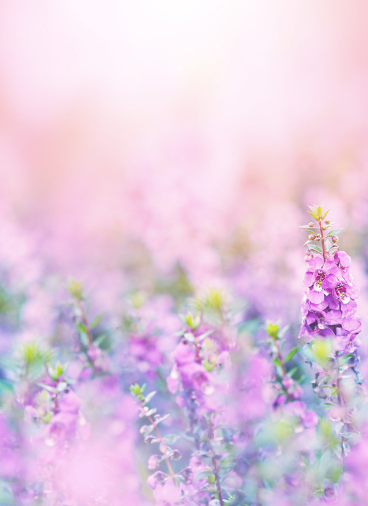 Lavender Glow Garden – Paint by Numbers Kit